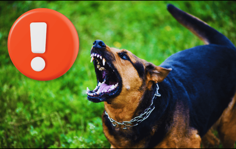 En el mundo de las mascotas, existe un rumor persistente sobre ciertas razas de perros que, supuestamente, desconocen a sus dueños con el paso del tiempo. ESPECIAL / CANVA