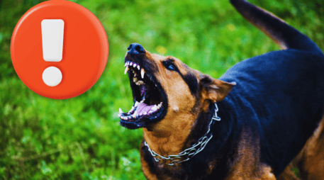En el mundo de las mascotas, existe un rumor persistente sobre ciertas razas de perros que, supuestamente, desconocen a sus dueños con el paso del tiempo. ESPECIAL / CANVA