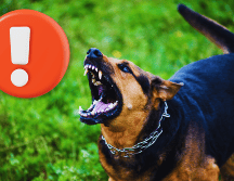 En el mundo de las mascotas, existe un rumor persistente sobre ciertas razas de perros que, supuestamente, desconocen a sus dueños con el paso del tiempo. ESPECIAL / CANVA