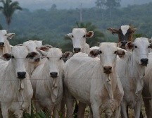 Además de Texas, el gusano barrenador llegó también a Nuevo México. ESPECIAL/PEXELS
