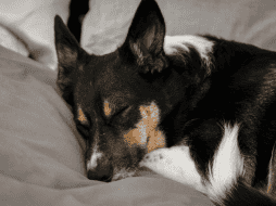 Los estudios globales demuestran que los perros que logran dormir más durante el día en un ambiente tranquilo se muestran significativamente más relajados y felices. CANVA