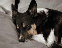 Los estudios globales demuestran que los perros que logran dormir más durante el día en un ambiente tranquilo se muestran significativamente más relajados y felices. CANVA