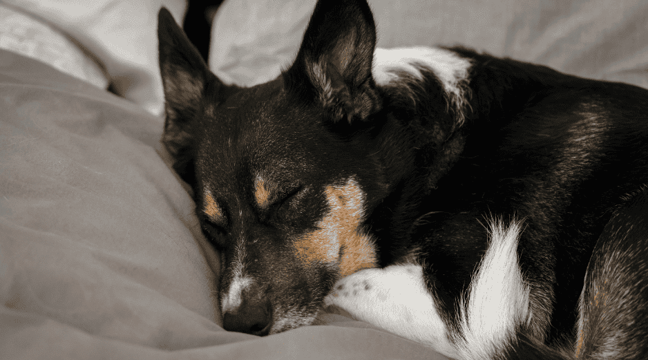 Los estudios globales demuestran que los perros que logran dormir más durante el día en un ambiente tranquilo se muestran significativamente más relajados y felices. CANVA