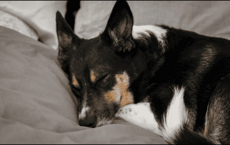 Los estudios globales demuestran que los perros que logran dormir más durante el día en un ambiente tranquilo se muestran significativamente más relajados y felices. CANVA