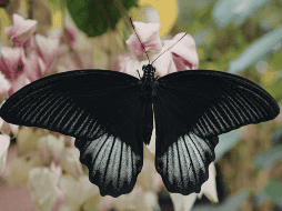 Quienes creen en el simbolismo espiritual suelen prestar atención a ciertos detalles cuando encuentran una mariposa negra en casa. CANVA