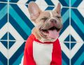El Bulldog francés se ha popularizado en la última década gracias a su carácter afable, su adaptabilidad y su escasa necesidad de ladrar. Unsplash