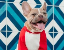 El Bulldog francés se ha popularizado en la última década gracias a su carácter afable, su adaptabilidad y su escasa necesidad de ladrar. Unsplash