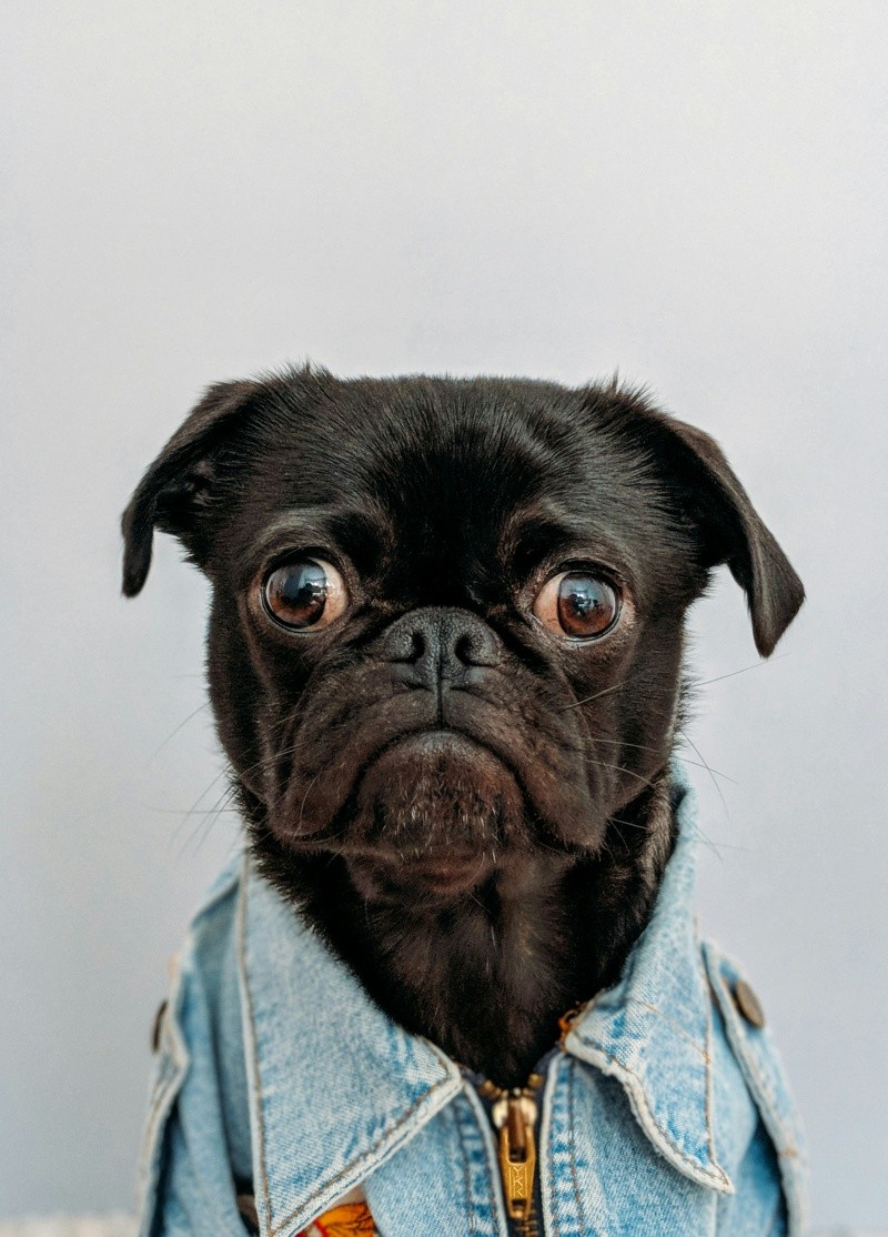 El pug destaca por su temperamento alegre y juguetón. UNSPLASH / CHARLESDELUVIO