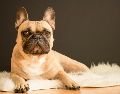 El especialista reconoció que entiende perfectamente el enorme atractivo de los bulldogs franceses. No obstante, aseguró que su experiencia en consulta lo ha llevado a ver una realidad diferente.Unsplash
