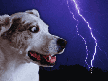 El miedo a las tormentas no es un simple capricho animal, sino una condición clínica conocida como fobia a los ruidos. ESPECIAL / CANVA
