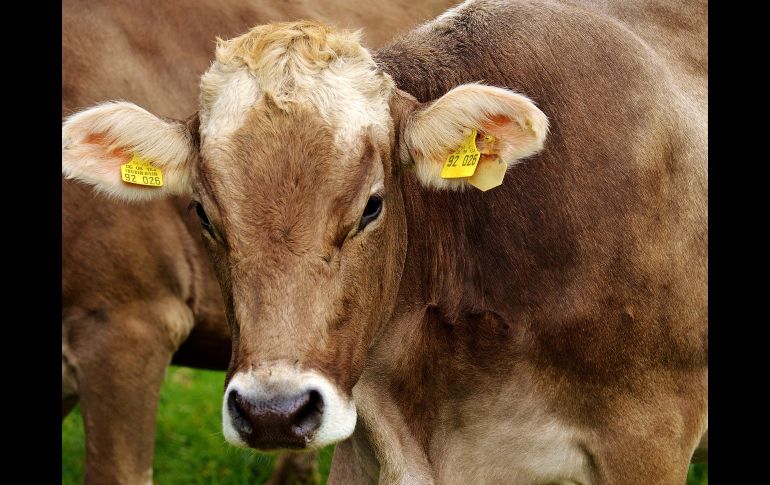 Estados Unidos ya no importará animales a México por un tiempo como medida preventiva. ESPECIAL/PIXABAY