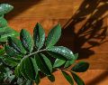 Estudios psicológicos respaldan que convivir con naturaleza en interiores disminuye la ansiedad y fomenta una sensación general de bienestar. Unsplash