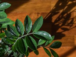 Estudios psicológicos respaldan que convivir con naturaleza en interiores disminuye la ansiedad y fomenta una sensación general de bienestar. Unsplash