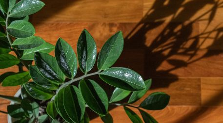 Estudios psicológicos respaldan que convivir con naturaleza en interiores disminuye la ansiedad y fomenta una sensación general de bienestar. Unsplash