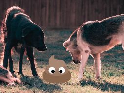 Conoce los mejores métodos naturales recomendados por especialistas para mantener el jardín libre de heces y orina de perro. PEXELS / G. Yetimova