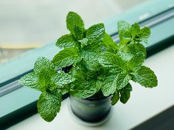 El combinar ciertas plantas puede ser efectivo para alejar las plagas de tu hogar. UNSPLASH / E. CHEN