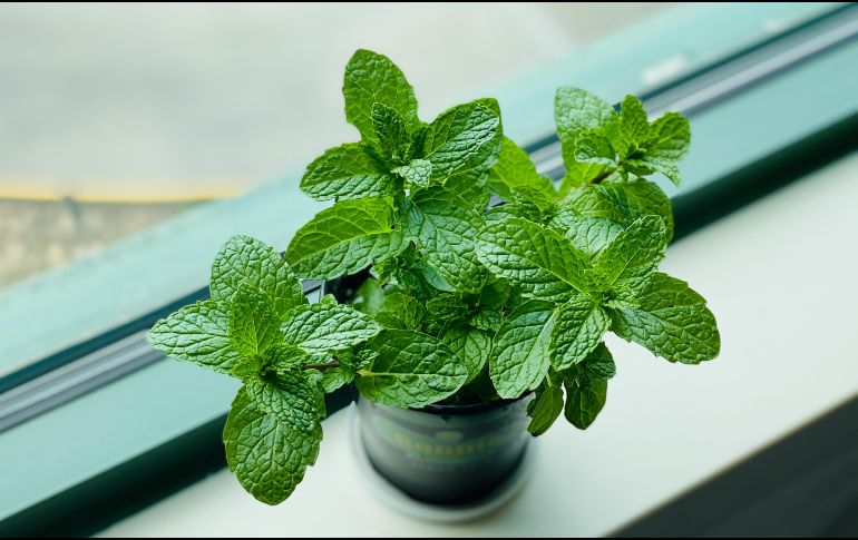 El combinar ciertas plantas puede ser efectivo para alejar las plagas de tu hogar. UNSPLASH / E. CHEN