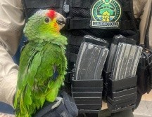 El Loro Cachetes Amarillos es una especie protegida por la NOM-059 en categoría de amenaza, por lo cual su resguardo es clave para seguir preservando la fauna. ESPECIAL