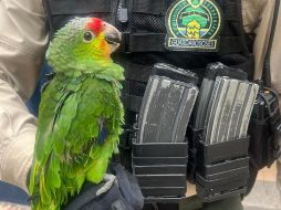 El Loro Cachetes Amarillos es una especie protegida por la NOM-059 en categoría de amenaza, por lo cual su resguardo es clave para seguir preservando la fauna. ESPECIAL