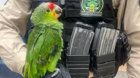 El Loro Cachetes Amarillos es una especie protegida por la NOM-059 en categoría de amenaza, por lo cual su resguardo es clave para seguir preservando la fauna. ESPECIAL