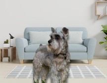 Elegir al compañero canino adecuado es importante para garantizar su bienestar, tu tranquilidad y la buena convivencia vecinal. ESPECIAL / CANVA