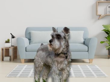 Elegir al compañero canino adecuado es importante para garantizar su bienestar, tu tranquilidad y la buena convivencia vecinal. ESPECIAL / CANVA