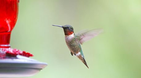 Si bien es hermoso tener colibríes en tu jardín, alimentarlos conlleva una gran responsabilidad. PIXABAY