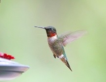Si bien es hermoso tener colibríes en tu jardín, alimentarlos conlleva una gran responsabilidad. PIXABAY