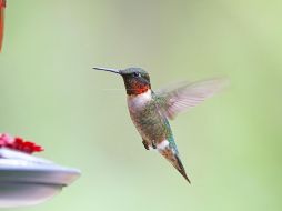 Si bien es hermoso tener colibríes en tu jardín, alimentarlos conlleva una gran responsabilidad. PIXABAY