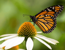 Las poblaciones de mariposas en EU disminuyeron un 22% entre los años 2000 y 2020.
