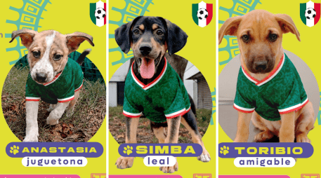 Puedes adoptar a los cachorritos: Anastasia, Simba y Toribio. CORTESÍA/ Protección Animal Zapopan