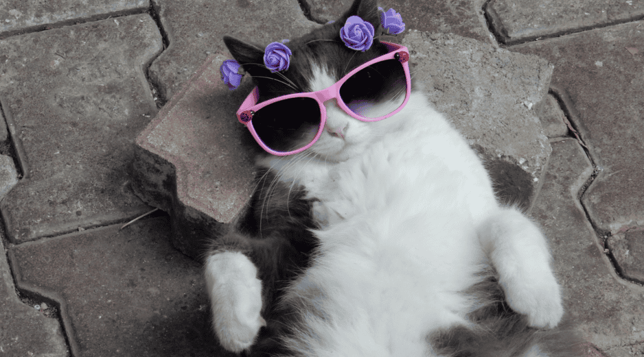 La intervención médica a tiempo no solo devuelve la tranquilidad al hogar, sino que garantiza una vida mucho más longeva, sana y feliz para tu gata. CANVA