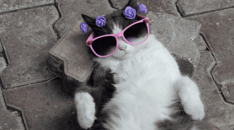 La intervención médica a tiempo no solo devuelve la tranquilidad al hogar, sino que garantiza una vida mucho más longeva, sana y feliz para tu gata. CANVA