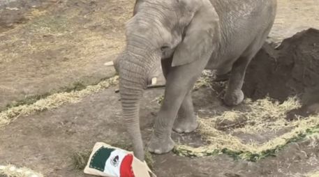 El animalito se robó los corazones de la fanaticada por su acertada decisión. ESPECIAL/africamsafaripuebla