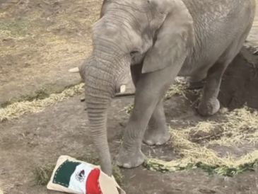 El animalito se robó los corazones de la fanaticada por su acertada decisión. ESPECIAL/africamsafaripuebla
