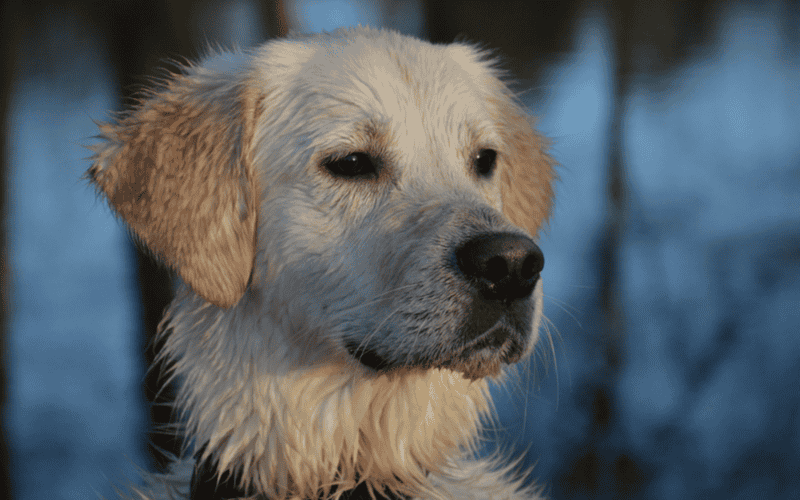 se trata probablemente de uno de los perros más reconocibles y queridos. PIXABAY
