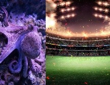 Esta tendencia a dejarse guiar por predicciones no humanas recuerda al Mundial 2010 y el Pulpo Paul, que adivinaba resultados eligiendo entre dos peceras con comida, cada una de ellas con la bandera de uno de los equipos enfrentados. ESPECIAL / CANVA