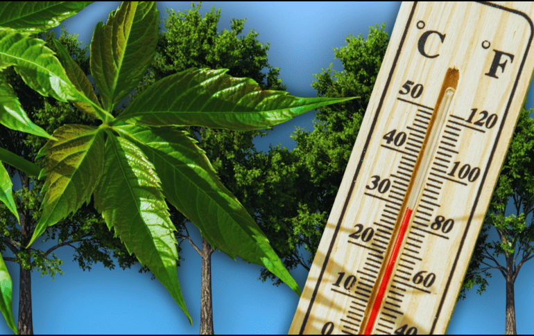 Para maximizar estos invaluables beneficios ambientales a largo plazo, los especialistas en arboricultura recomiendan plantar especies nativas adaptadas al clima local. ESPECIAL / CANVA