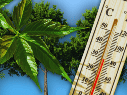Para maximizar estos invaluables beneficios ambientales a largo plazo, los especialistas en arboricultura recomiendan plantar especies nativas adaptadas al clima local. ESPECIAL / CANVA