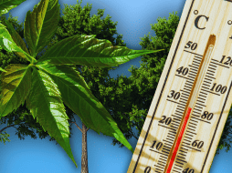 Para maximizar estos invaluables beneficios ambientales a largo plazo, los especialistas en arboricultura recomiendan plantar especies nativas adaptadas al clima local. ESPECIAL / CANVA