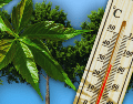 Para maximizar estos invaluables beneficios ambientales a largo plazo, los especialistas en arboricultura recomiendan plantar especies nativas adaptadas al clima local. ESPECIAL / CANVA