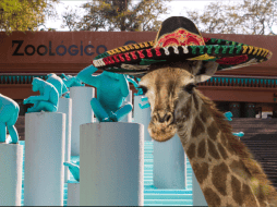 Si planeas aprovechar esta increíble promoción, te recordamos que el Zoológico Guadalajara se encuentra muy cerca de la Barranca de Huentitán. ESPECIAL/ EL INFORMADOR/ ARCHIVO/ Unsplash