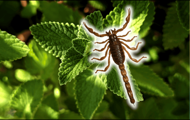 Los alacranes poseen un sistema sensorial sumamente sensible a los estímulos químicos y olfativos del entorno. ESPECIAL/Canva