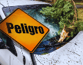 El arbolado urbano en ciudades densamente pavimentadas enfrenta condiciones extremas que alteran su desarrollo. ESPECIAL / CANVA