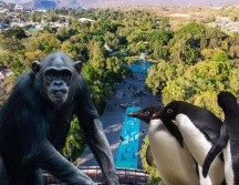 El Zoológico Guadalajara es una opción de entretenimiento accesible este junio en nuestra ciudad. ESPECIAL / EL INFORMADOR