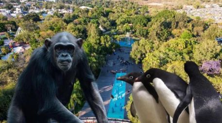 El Zoológico Guadalajara es una opción de entretenimiento accesible este junio en nuestra ciudad. ESPECIAL / EL INFORMADOR