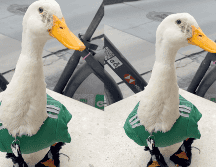 El pato 