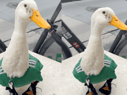 El pato 