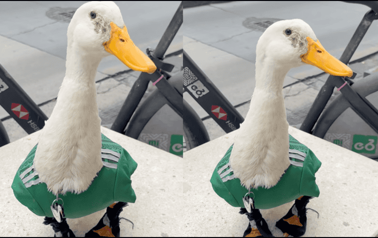 El pato 