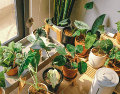 Si sientes el ambiente pesado en tu hogar, descubre cómo purificar tu espacio y proteger tu bienestar con estas especies botánicas. CANVA